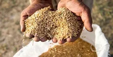 افزایش ۵۰ درصدی بهره وری محصولات کشاورزی با بذر‌های اصلاح شده