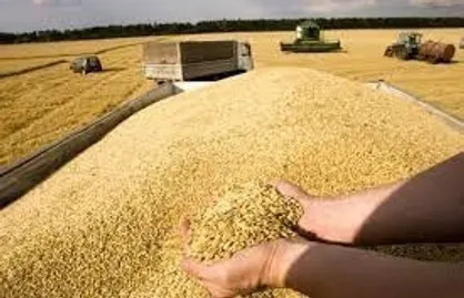 رشد ۳۱ درصدی خرید تضمینی گندم تاکنون