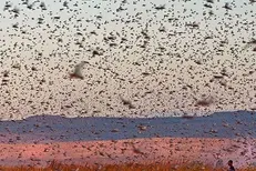 کرمان در گریبان ملخ / برای مهار ملخ‌ها احتیاج به نیروی جهادی داریم