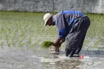 شالی