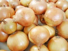 پیراسته: روزگار پیاز کاران سیاه شده