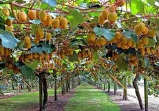 ارزآوری ۸۲ میلیون دلاری صادرات کیوی ایران