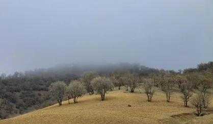 جنگل&zwnj;ها به کمک نانولوله&zwnj;های کربنی خشک نخواهند شد