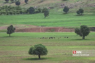 جنگل های انبوه و بسیار زیبای بلوط در مسیر ریلی  از شهر دورود به سمت ابشار زیبای بیشه