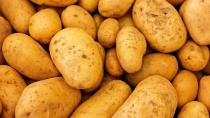عرضه سیب زمینی بهاره تولید داخل در تمامی میادین و بازار&zwnj;های میوه و تره بار