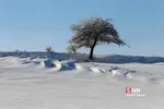 برف1