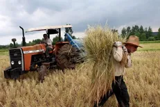 نرخ خرید تضمینی ۴۷ محصول کشاورزی برای سال زراعی آینده +جداول