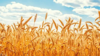 قیمت گندم ۱۰ شهریور تعیین می&zwnj;شود