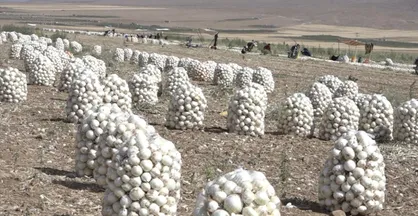 استمداد پیازکاران جنوب استان کرمان از وزیر جهاد کشاورزی/ گلایه از قیمت ٢ هزار تومانی هر كيلو پیاز