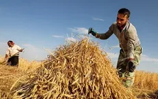 صدراخانی: خرید قراردادی جایگزین خرید تضمینی می‌شود