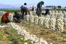 خرید تضمینی پیاز از کشاورزان جنوب کرمان به زودی آغاز می‌شود