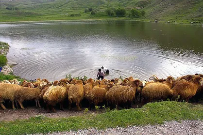 خودکفایی ۹۵ درصدی در گوشت تا پایان برنامه ششم / ایل&zwnj;راه&zwnj;های ۴ استان سیل&zwnj;زده مرمت می&zwnj;شود