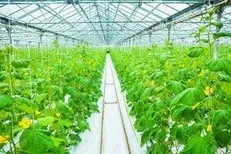 ایجاد بیش از دو هزار هکتار مجتمع گلخانه‌ای و شیلاتی