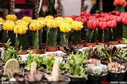 مشاوره گل و گیاه درخیابان، ولی عصر (عج) / کاشت نهال چنار، افرا و اقاقیا در خیابان&zwnj;ها