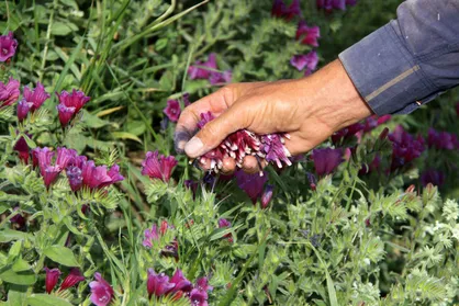 گیاهان دارویی وارد بورس کالا می&zwnj;شوند