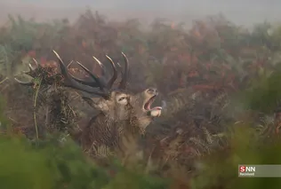 435345