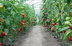 خوداتکایی ۵۰ درصدی در تولید بذر سبزی و صیفی گلخانه‌ای تا سال ۱۴۰۵