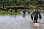 شالی