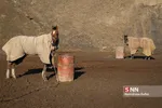 اسب ترکمن