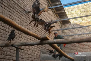 رهاسازی ۹ قطعه پرنده شکاری و آبزی در تالاب بهشت معصومه