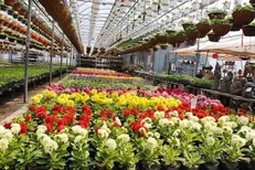 صادرات گل از ایران به هلند، انگلیس و فرانسه