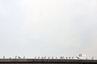 پرندگان مهاجر