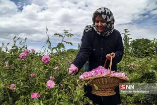 گل محمدی