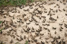 ملخ‌ها روزبه روز پیشروی می‌کنند