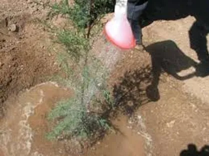 کاشت نهال در ۱۵۰ مدرسه بخش مرکزی شهر تهران انجام شد