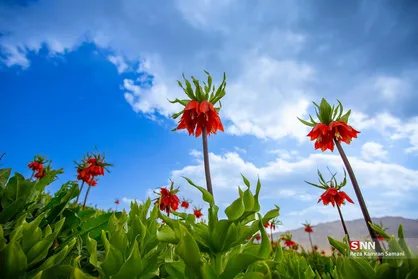 دشت لاله&zwnj;های واژگون در شهرستان کوهرنگ