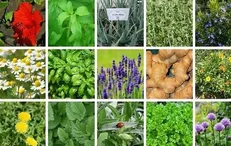 پیشنهاد تشکیل شورای راهبردی گیاهان دارویی