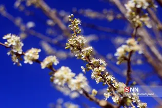 شکوفه های بهاری