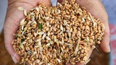 برگشت زدن ۵۰ هزار تن گندم وارداتی روسیه از سوی ایران/ معرفی جاعل اسناد گواهی بهداشت نخل‌ها به دادستانی