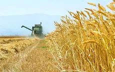 ۱۷ درصد گندمکاران پول خود را نگرفته‌اند