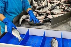 پیش‌بینی سرمایه‌گذاری ۵۰ همتی در حوزه شیلات