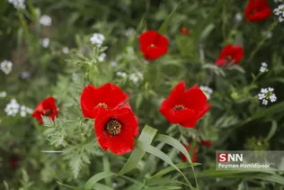 شقایق وحشی