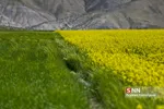 کلزا