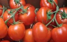 دانه‌های این میوه بهتر از آسپرین است