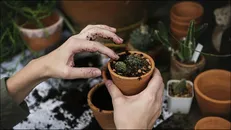 «رویش» توانمندی‌های بخش باغبانی را بررسی می‌کند