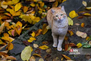 طبیعت پاییزی استان البرز