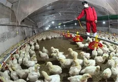 تلفات مرغ تخم‌گذار از ۲۲ میلیون گذشت/ موج جدید تب برفکی در کشور آغاز شده است