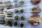 نهمین طرح ظفر پلیس مبارزه با موادمخدر