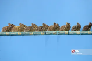 جشن فارغ التحصیلی دانشگاه تهران