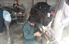 اردوی جهادی دامپزشکی دانشگاه آزاد شوشتر در مناطق محروم خوزستان در حال برگزاری است