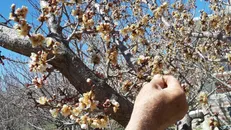 خسارت ۴۰ هزار میلیاردی سرمازدگی به باغداران