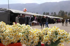 برگزاری جشنواره گل نرگس در شهرستان خفر
