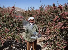 تلاش پژوهشگران خراسان جنوبی برای تملک بازار زرشک / توسعه صادرات با ایجاد زیرساخت‌های بازتولید!