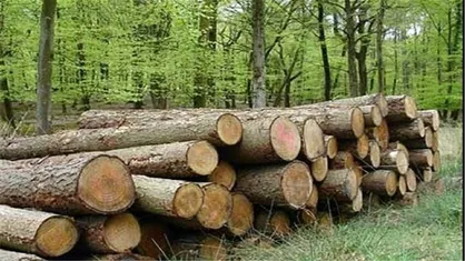 توسعه زراعت چوب از خروج یک میلیارد دلار ارز جلوگیری می&zwnj;کند