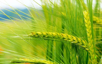 دکترای حشره&zwnj;شناسی و اگروتکنولوژی امسال در دانشگاه علوم کشاورزی گرگان ایجاد می&zwnj;شود
