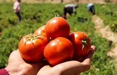 خرید حمایتی گوجه‌فرنگی از فردا در کرمان آغاز می‌شود